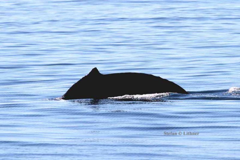 dorsal fin view from side
