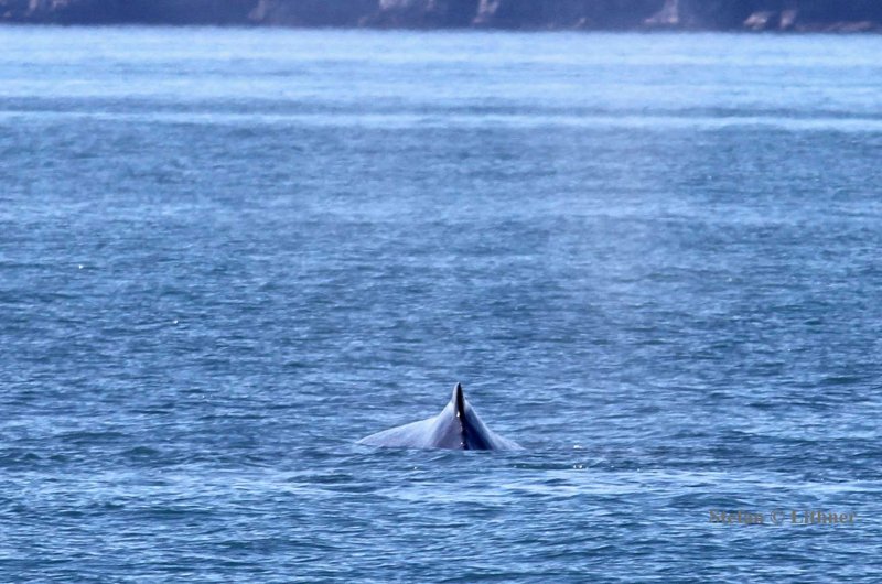 dorsal fin view from behind