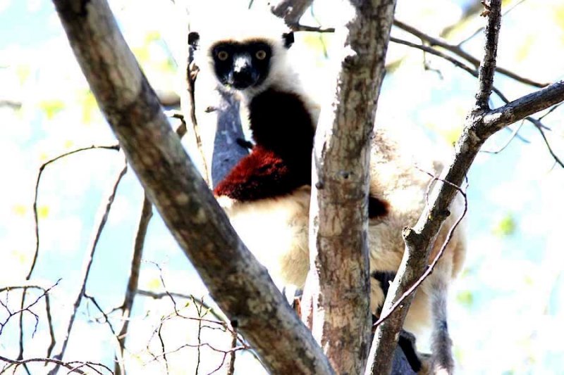 013 Coquerels sifaka Ankarafantsika 081026 S. Lithner