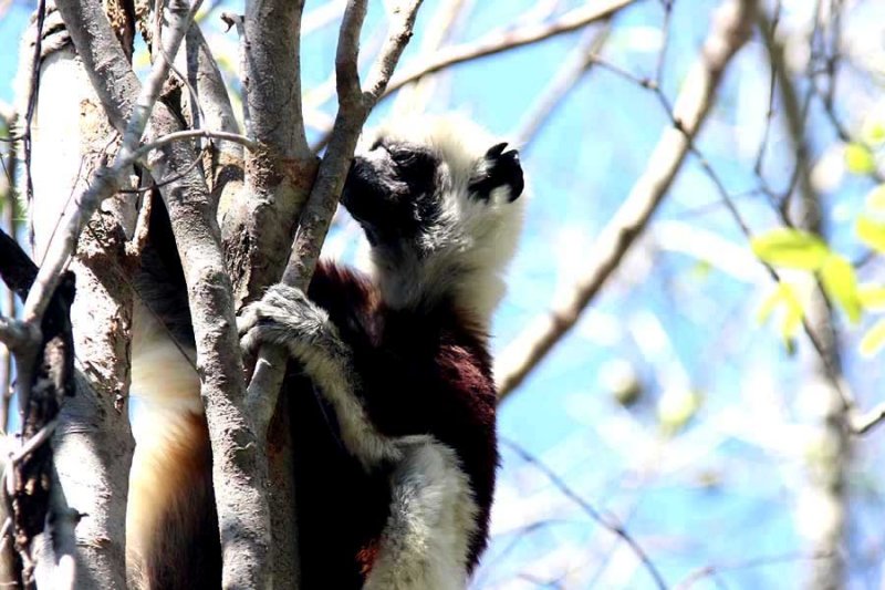 014 Coquerels sifaka Ankarafantsika 081026 S. Lithner-B.jpg