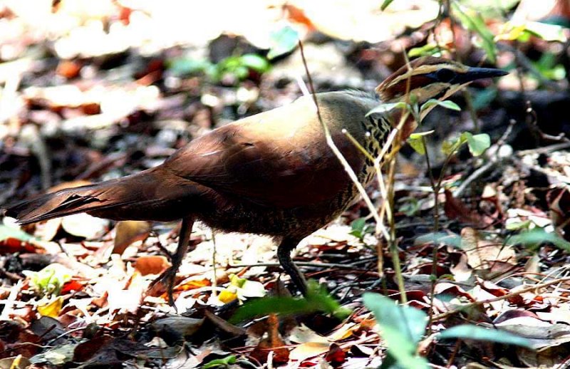 021 white-breasted mesite Ankarafantsika 081027 S. Lithner