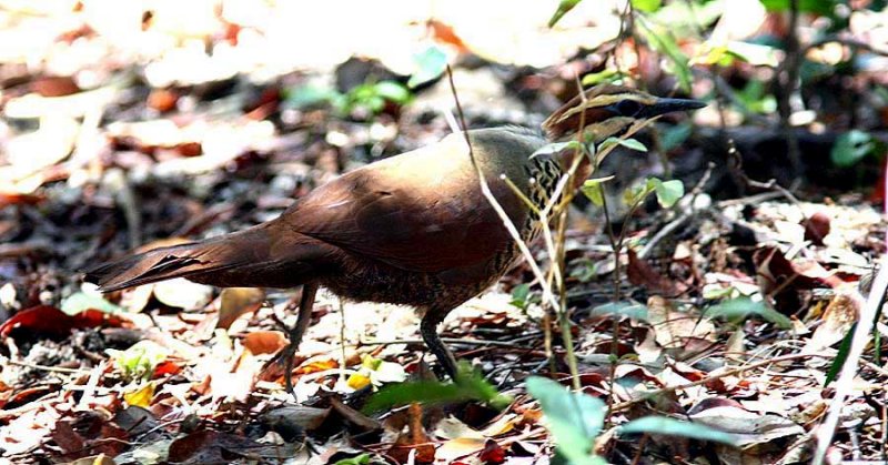 022 white-breasted mesite Ankarafantsika 081027 S. Lithner