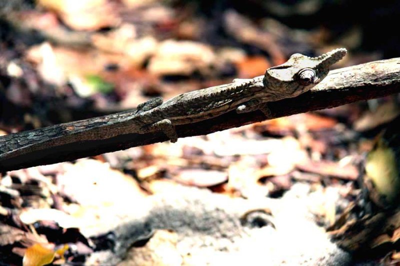 023 rhinocerus chameleon Fercifer rhinoceratus Ankarafantsika 081027 S. Lithner
