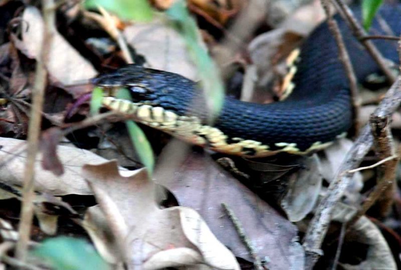 030 Madagascar giant hognose snake Leioheterodon madagascarensis Ankarafantsika 081027 S. Lithner