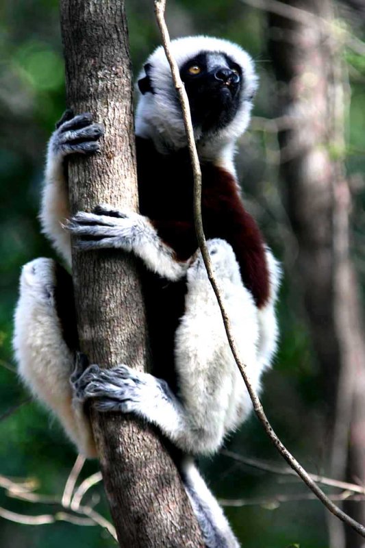 044 Coquerels sifaka Ankarafantsika 081027 S. Lithner