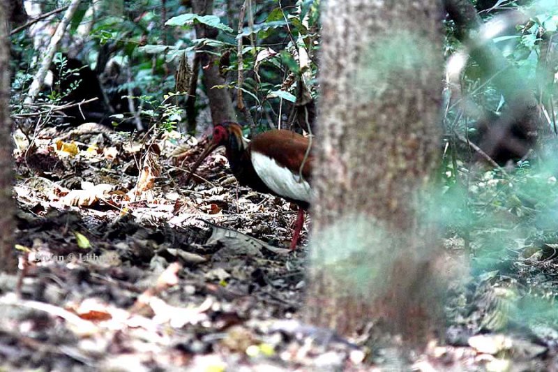 060 Madagascar crested ibis Ankarafantsika 081027 S. Lithner