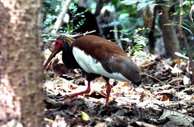 061 Madagascar crested ibis Ankarafantsika 081027 S. Lithner