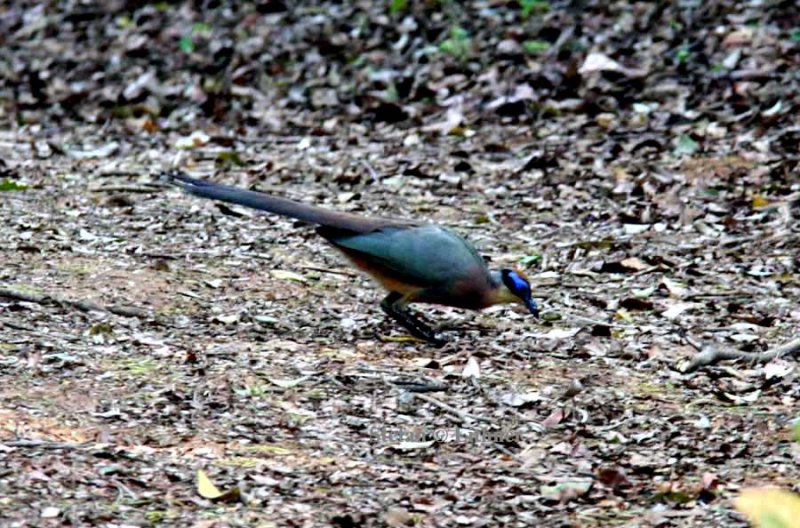 073 red-capped coua Ankarafantsika 081027 S. Lithner