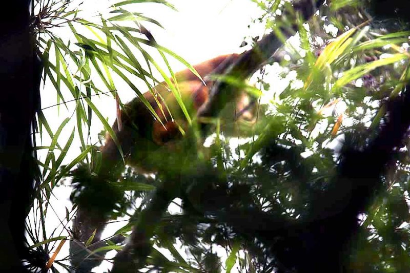087 golden bamboo lemur Ranomafana 081030 S. Lithner