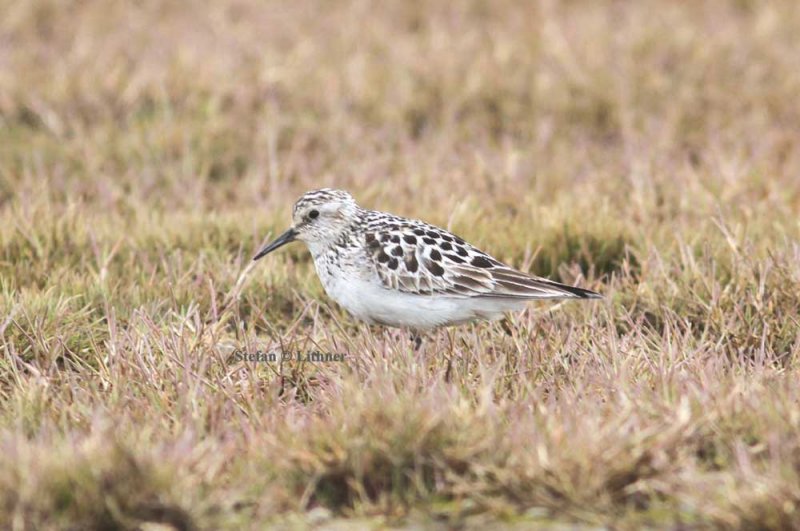 yellow-breasted sandpiper (Calidris bairdii). Photo Stefan  Lithner
