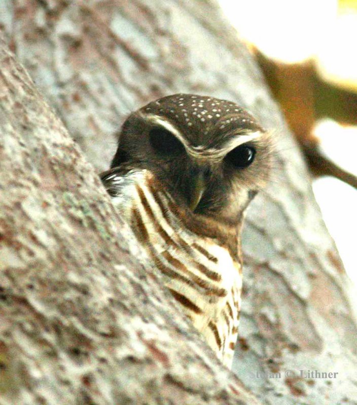 128 white-browed owl Zombitze Forest 081103 S. Lithner