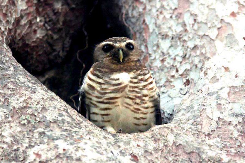 129 white-browed owl Zombitze Forest 081103 S. Lithner