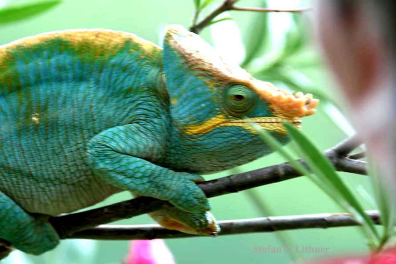 099 Parsons chameleon Calumma parsonii parsonii Ranomafana 081031 S. Lithner