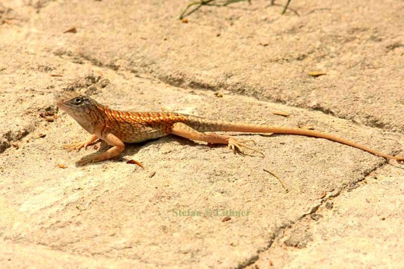 161 three-eyed guanna-lizard Chalaradon madagascariensis Ifaty 081106 S. Lithner