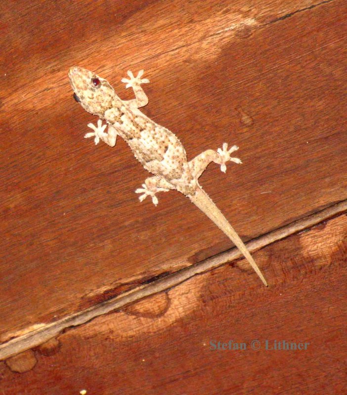 162 Grandidiers gecko Geckolepis typica Ifaty Hotel Paradise 081107 S. Lithner