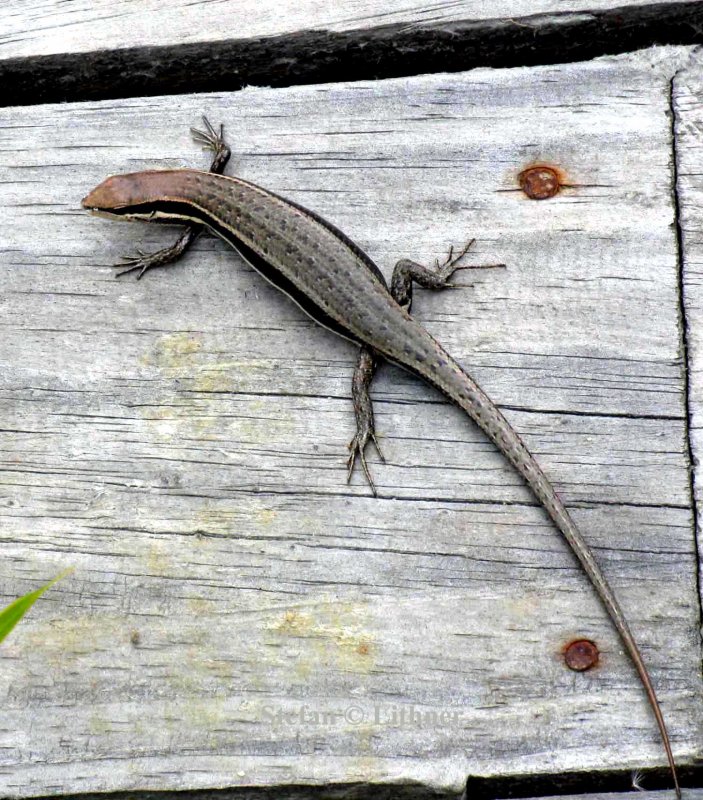 167 Gravenhorsts mabuya Trachylepis gravenhorstii Perinet 081108 S. Lithner