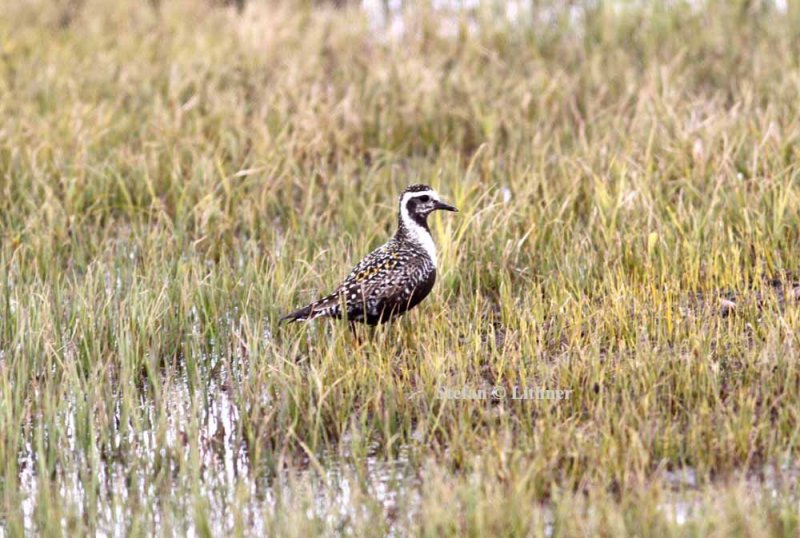 American golden plover (Pluvialis dominica). Photo Stefan  Lithner