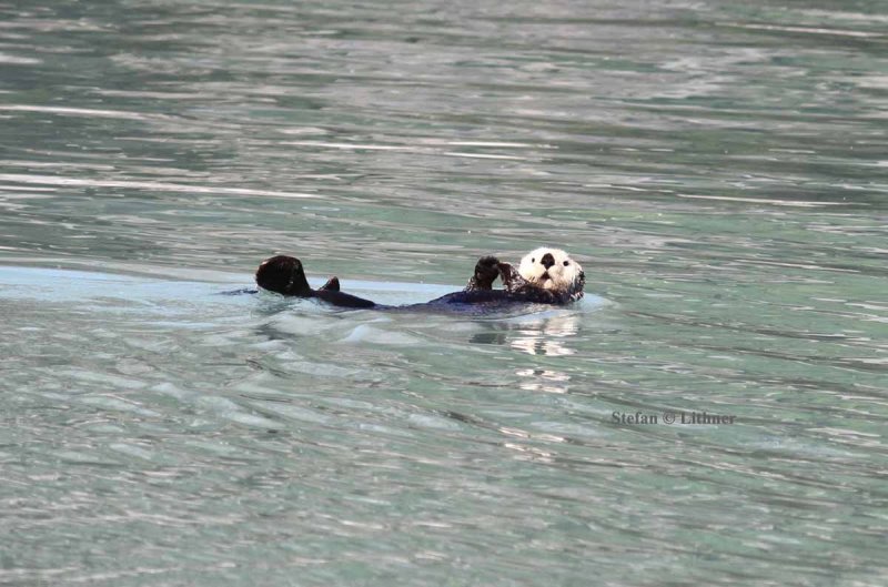 sea otter (Enhydra lutris). Photo Stefan  Lithner