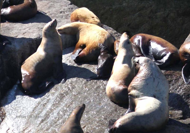 Stellers sea lion [northern sea lion] (Eumetopias jubatus)  Photo Stefan  Lithner