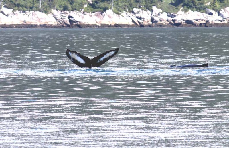 humpback whale (Megaptera novaeanfliae) diving. Photo Stefan  Lithner