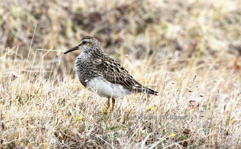 pectoral sandpiper (Calidris melanotos). Photo Stefan  Lithner