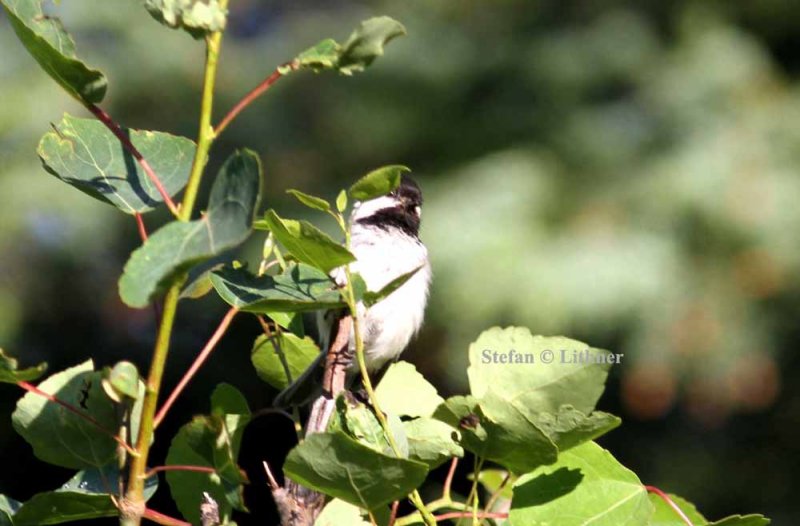 black-capped chickadee (Parus atricapillus). Photo Stefan  Lithner