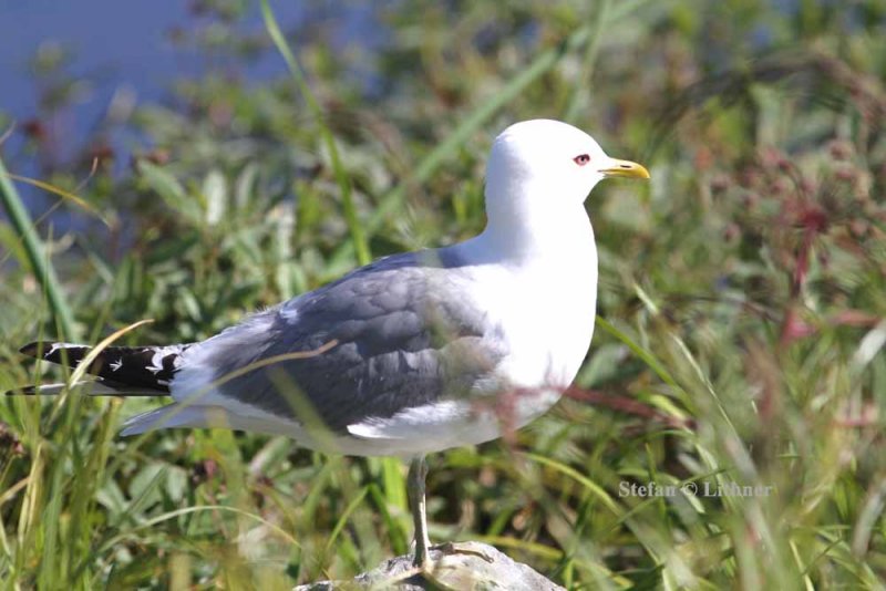 mew gull (Larus canus). Photo Stefan  Lithner