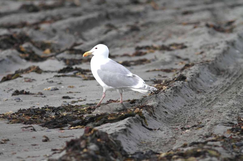 glaucous-winged gull (Larus glaucescens). Photo Stefan  Lithner