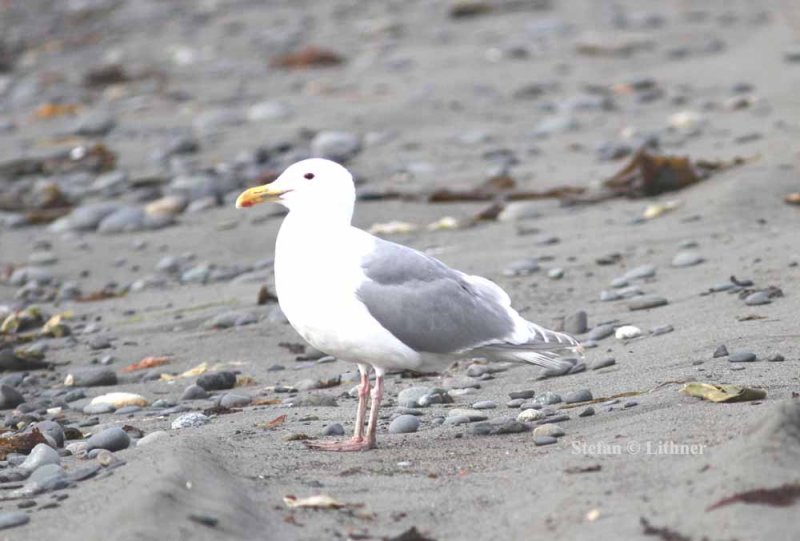 glaucous-winged gull (Larus glaucescens). Photo Stefan  Lithner