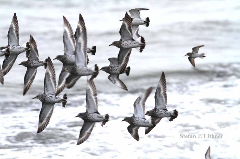 surfbird (Aphriza virgata), black turnstone (Arenaria melanocephala) & western sandpiper (Calidris mauri). Stefan  Lithner