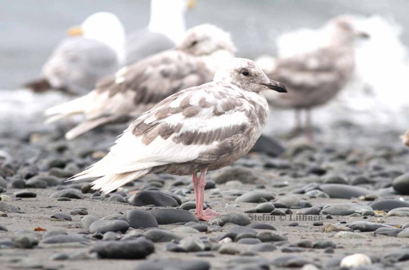 glaucous-winged gull (Larus glaucescens) (prob. 3k) . Photo Stefan  Lithner