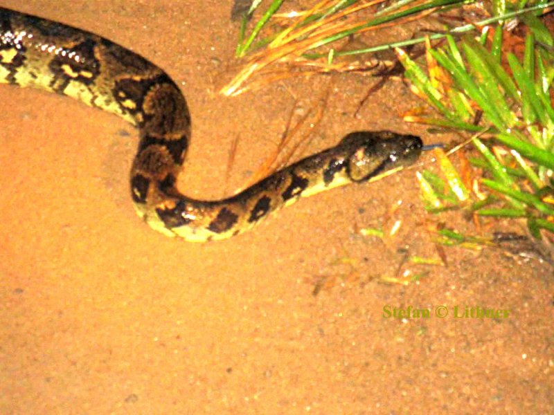 177 Madagascar tree-boa  (Sanzinia madagascarensis) Andasibe-Mantabia NP 081110 S. Lithner