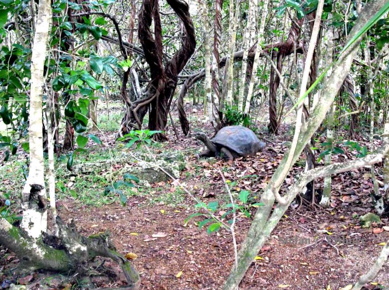 188 Aldabra tortoise (Geochelone gigantea) Mauritius Ile aux Aigrettes 081113 S. Lithner