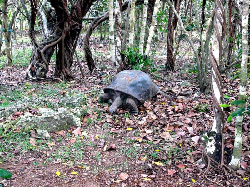 189 Aldabra tortoise (Geochelone gigantea) Mauritius Ile aux Aigrettes 081113 S. Lithner