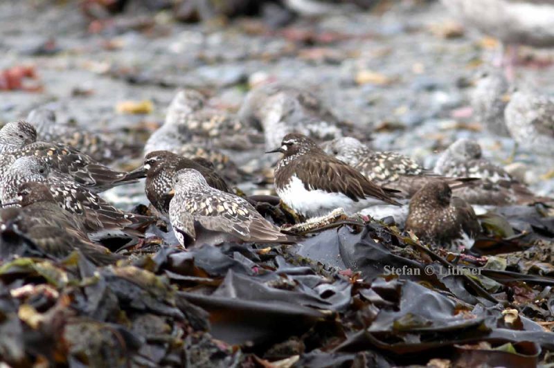 black turnstone (Arenaria melanocephala). Photo Stefan  Lithner