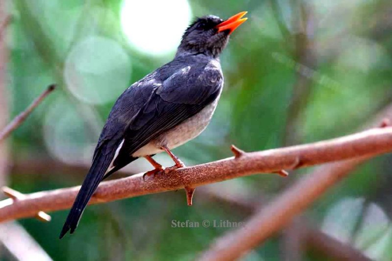 052 Madagascar bulbul Ankarafantsika 081027 S. Lithner