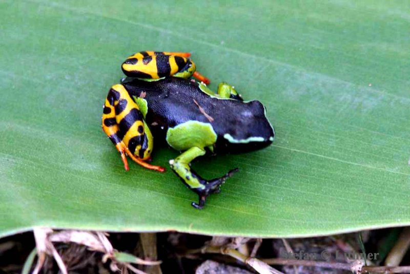 095 Malagassy mantella (Mantella madagascariensis) Ranomafana 081030 S. Lithner