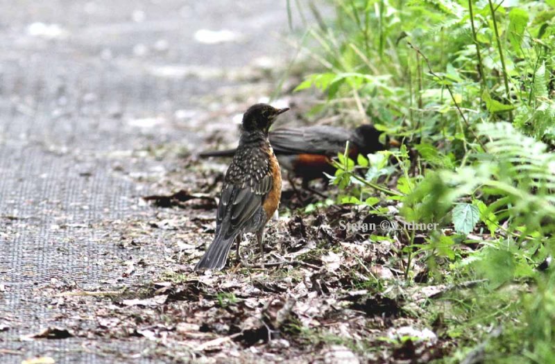 American robin (Turdus migratorius). Photo Stefan  Lithner