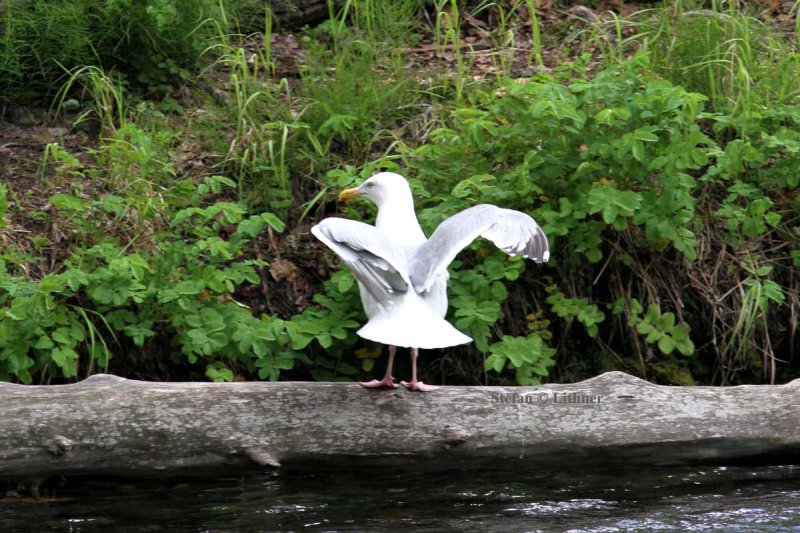 American herring gull x glaucus-winged gull (Larus (argentatus) smithsonianus x Larus glaucescens). Photo Stefan  Lithner