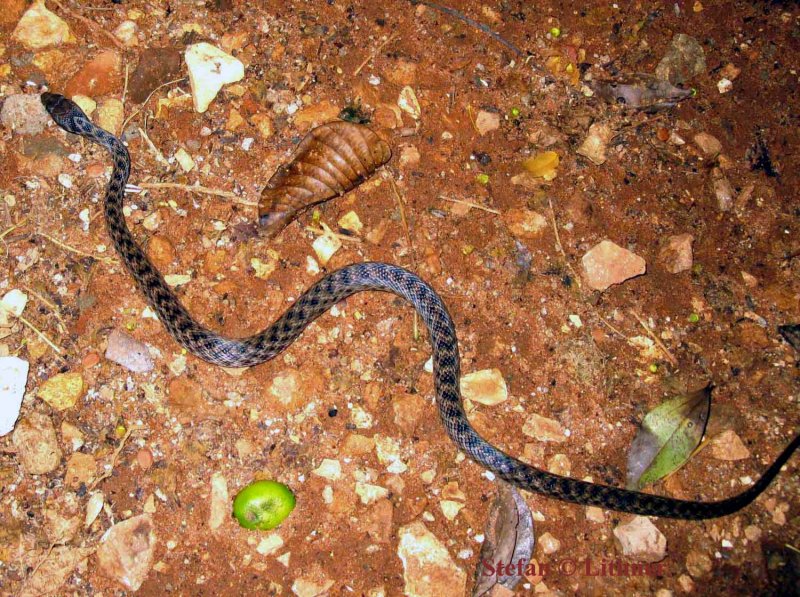 036 Madagascar cat-eye snake (Madagascarophis colubrinus) Ankarafantsika 081026 S. Lithner