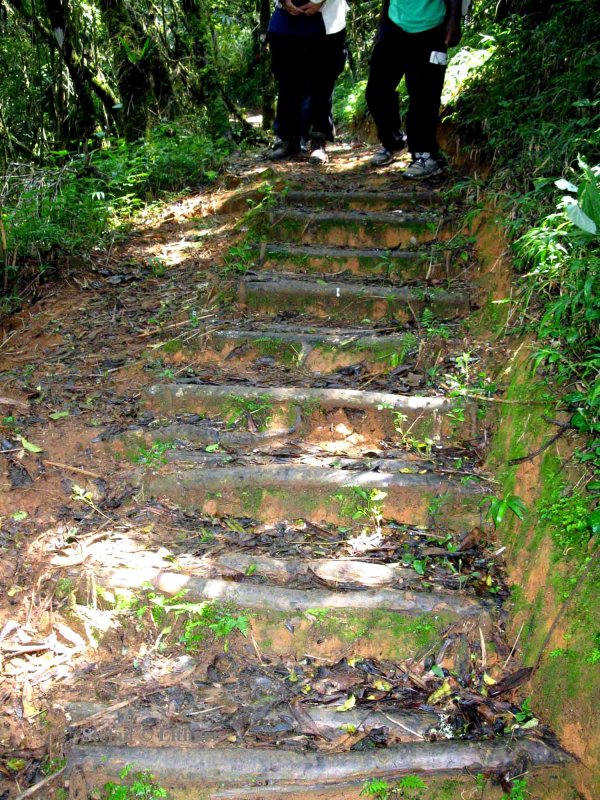 105 stairs Ranomafana Nat Pk 081031 S. Lithner