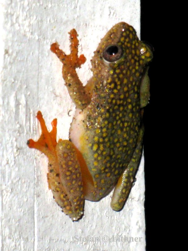 115 white-spotted reed frog (Heterixalus guttatus) Ranomafana 081101 S. Lithner