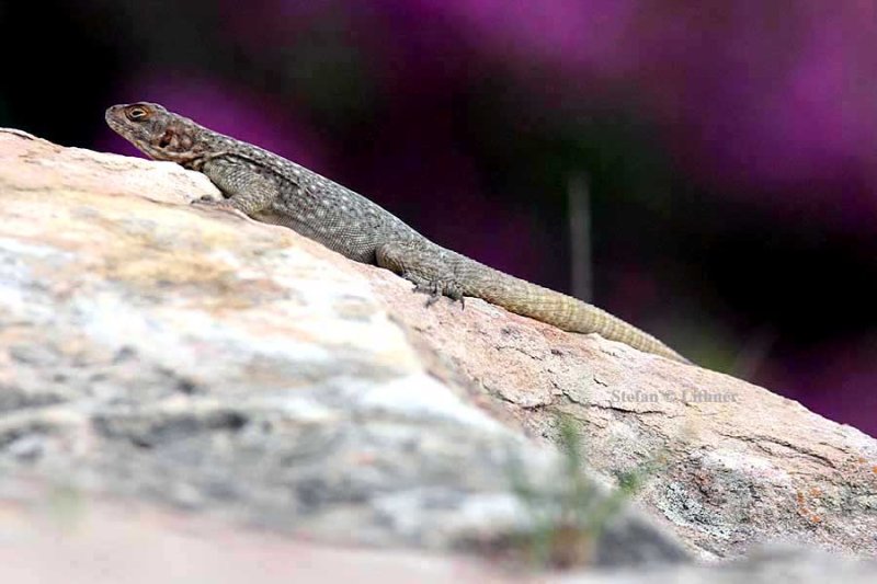 124 Madagascar iguanna (Oplurus quadrimaculatus) Isalo NP Relay de la Reign 081102 S. Lithner