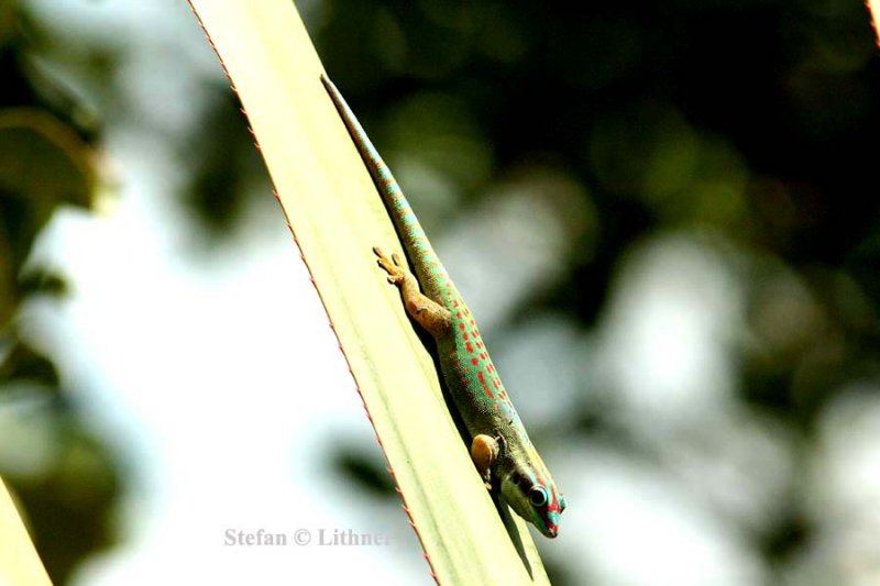 186 orange-spotted day-gecko (Phelsuma g. guimbeaui) Ile aux Aigrettes 081113 S. Lithner