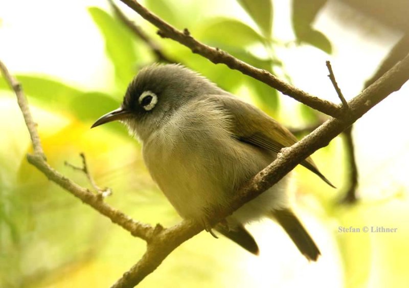 195 Mauritius olive white-eye Mauritius; Ile aux Aigrettes 081113 S. Lithner