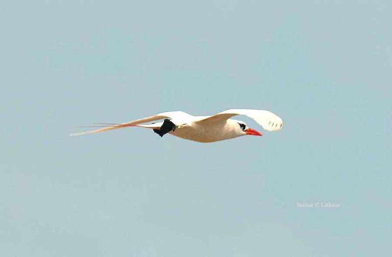 143 red-tailed tropicbird Nosy Ve 081104 S. Lithner
