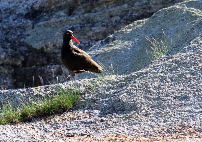 American black oystercatcher (Haemantopus bachmani). Photo Stefan  Lithner