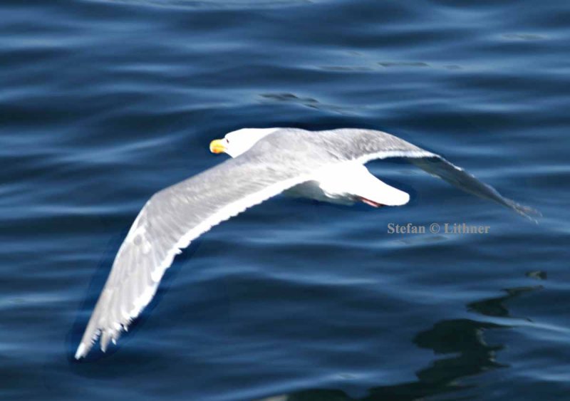 glaucous-winged gull (Larus glaucescens). Photo Stefan  Lithner
