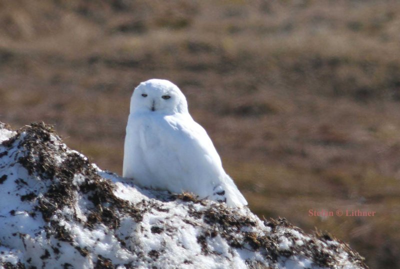 snowy owl (Nyctea scandiaca). Photo Stefan  Lithner