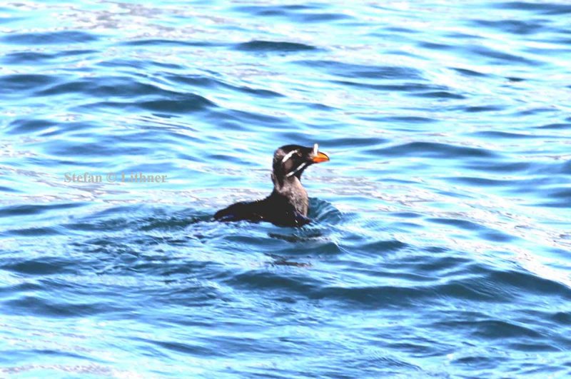 crested auklet-(Aethia cristatella). Photo Stefan  Lithner